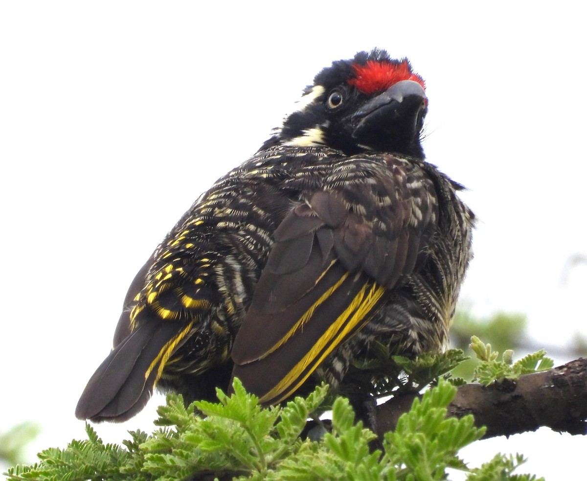 Banded Barbet - Rafael Berlanga