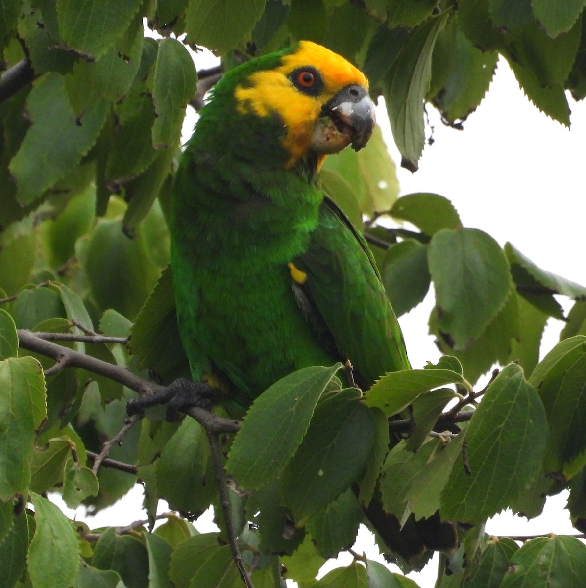 Yellow-fronted Parrot - ML622538397