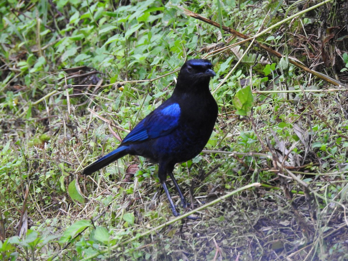 Malabar Whistling-Thrush - ML622538413