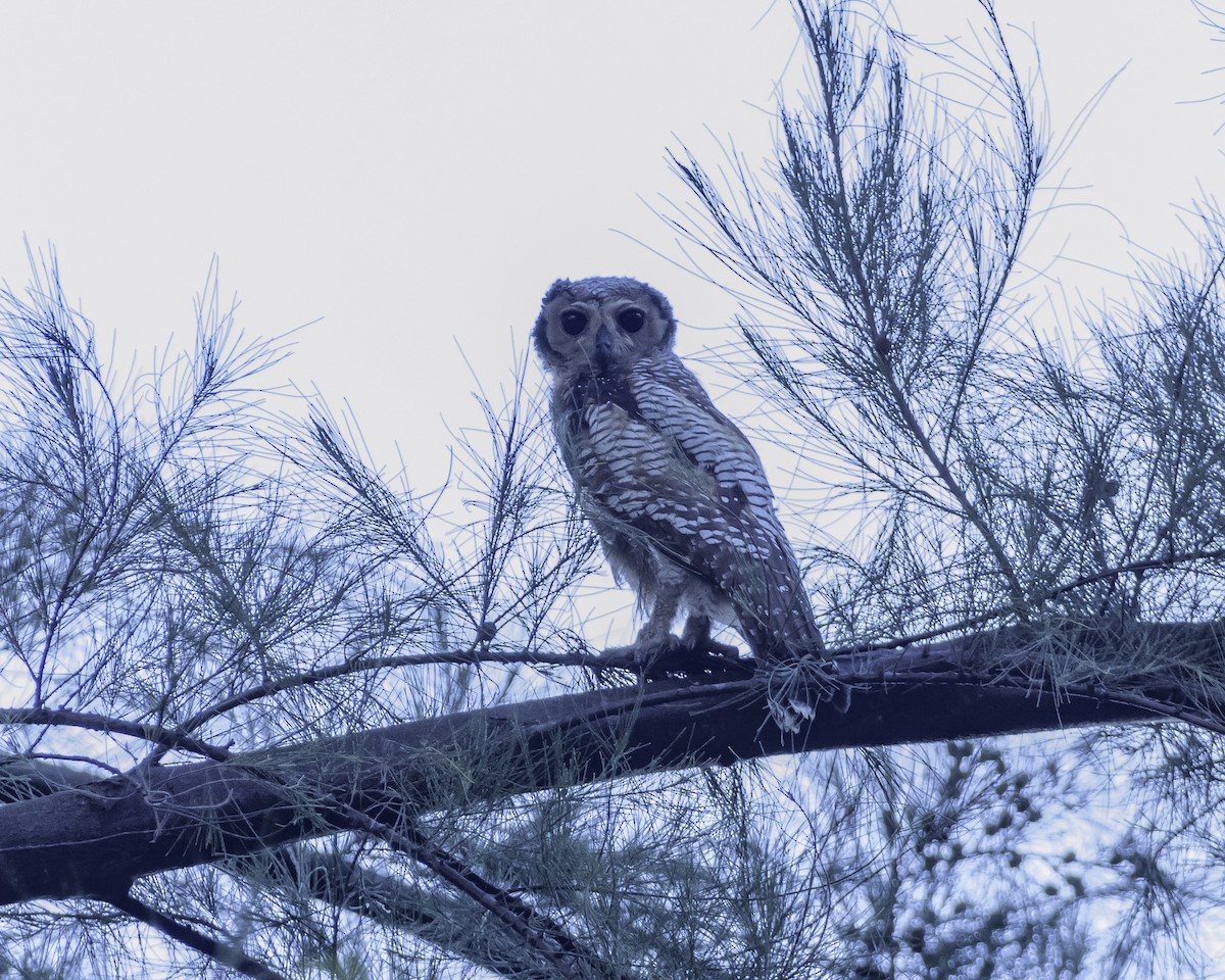 Spotted Wood-Owl - ML622538472