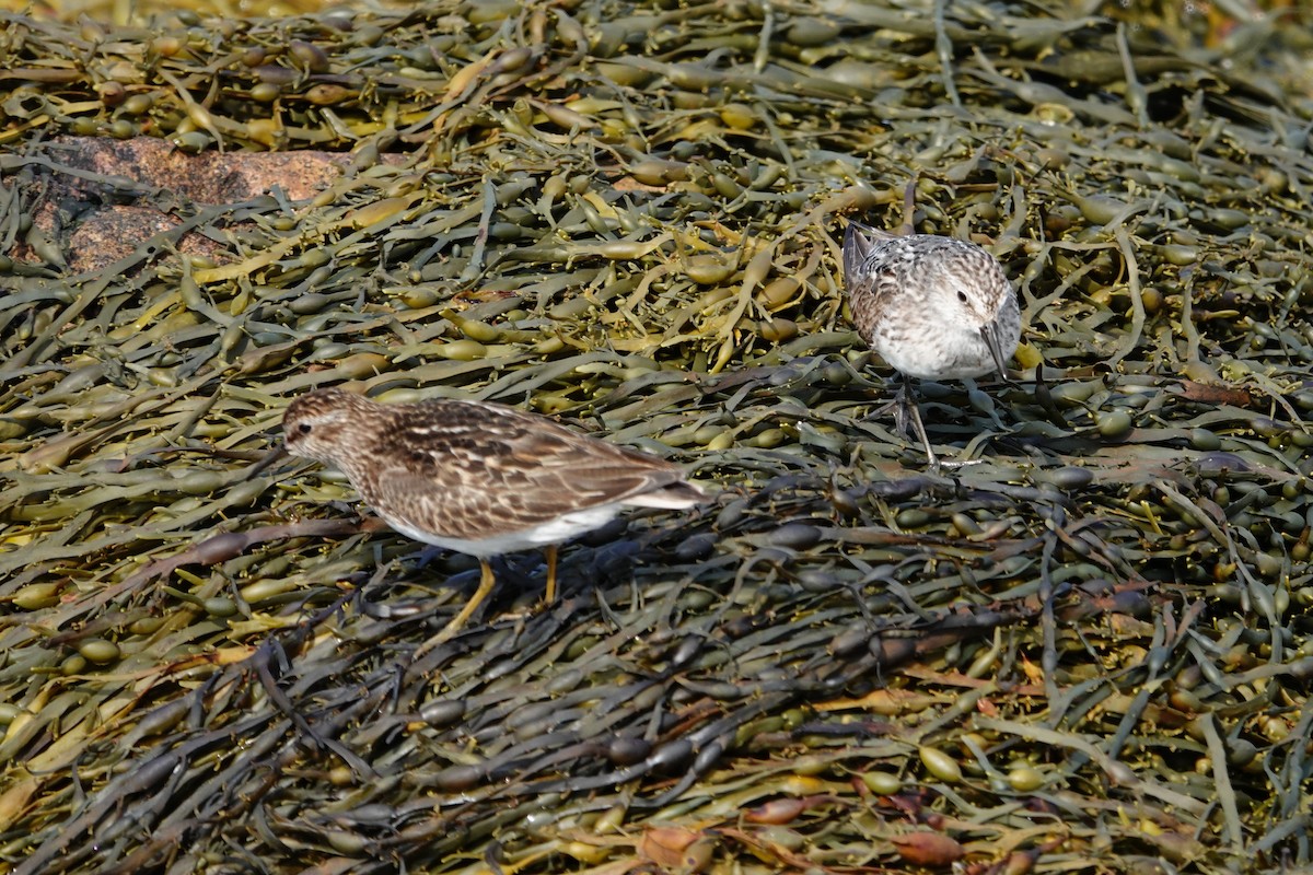 Least Sandpiper - ML622538550