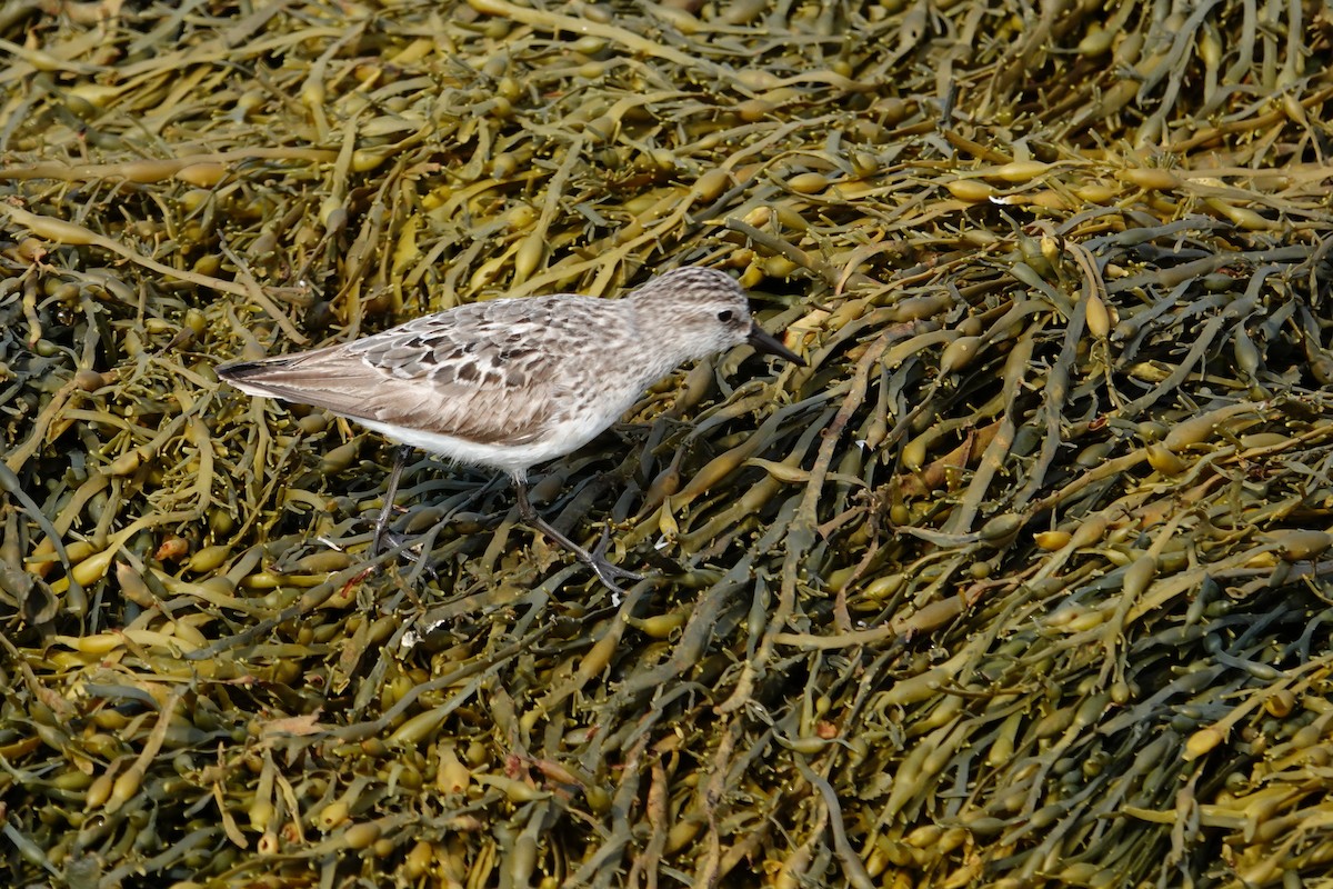 Semipalmated Sandpiper - Vincent Rufray