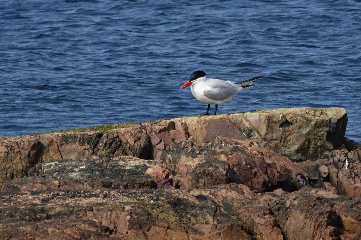 Caspian Tern - Vincent Rufray