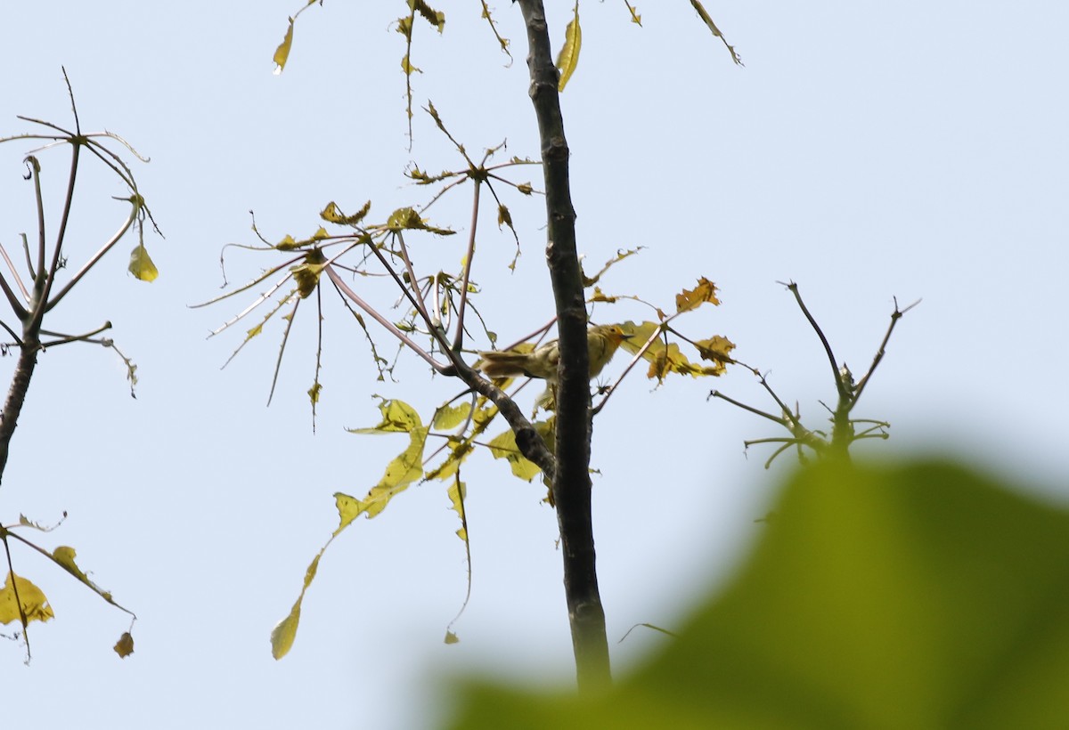 Orange-fronted Plushcrown - ML622538618