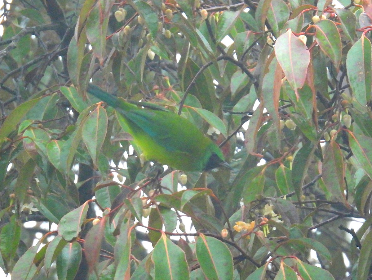 Bornean Leafbird - ML622538647