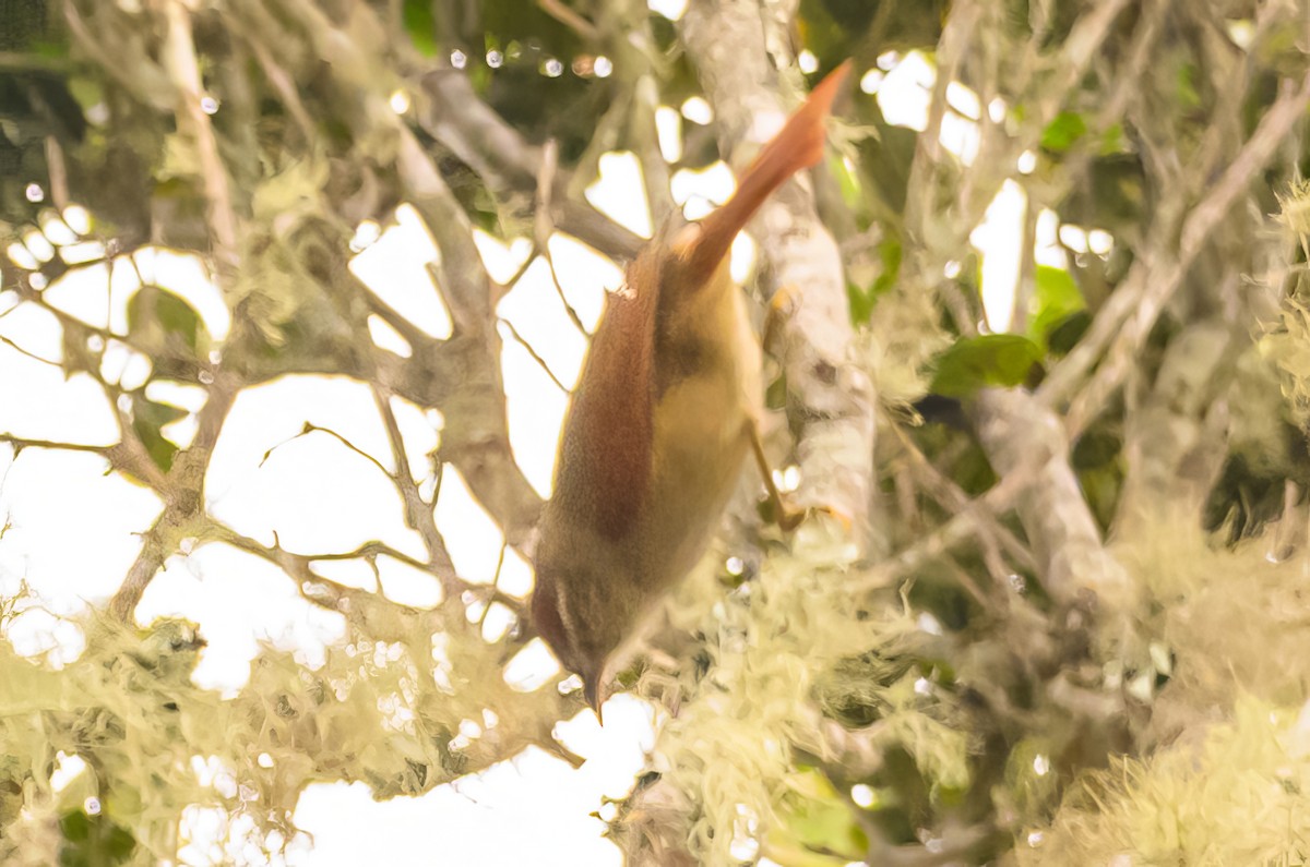 Streak-capped Spinetail - ML622538657