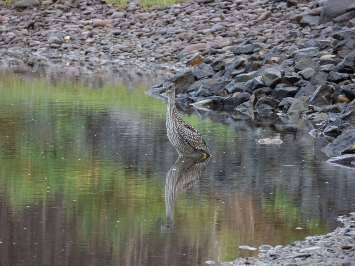 Yellow-crowned Night Heron - ML622538662