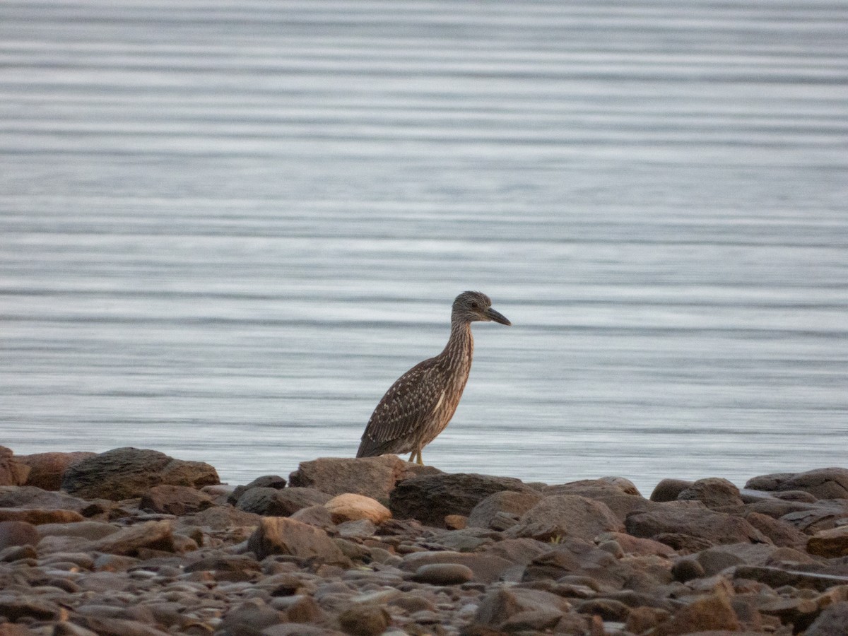 Yellow-crowned Night Heron - ML622538663