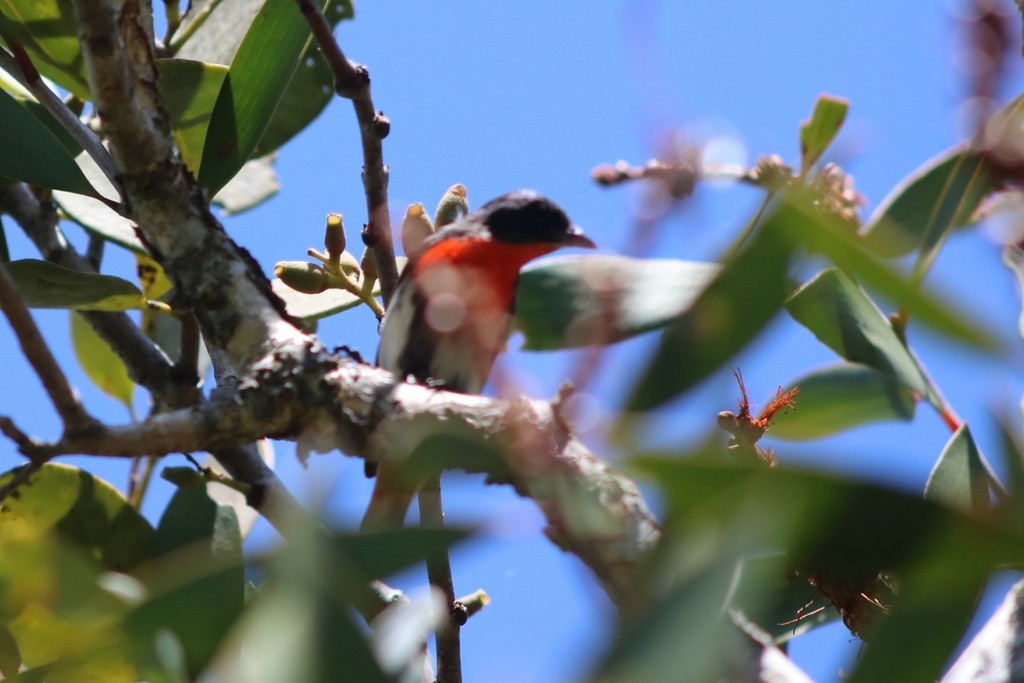 Mistletoebird - ML622538708