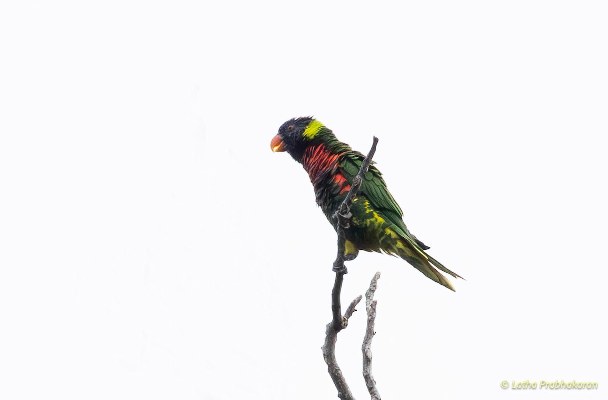 Coconut Lorikeet - Dev Anand Paul