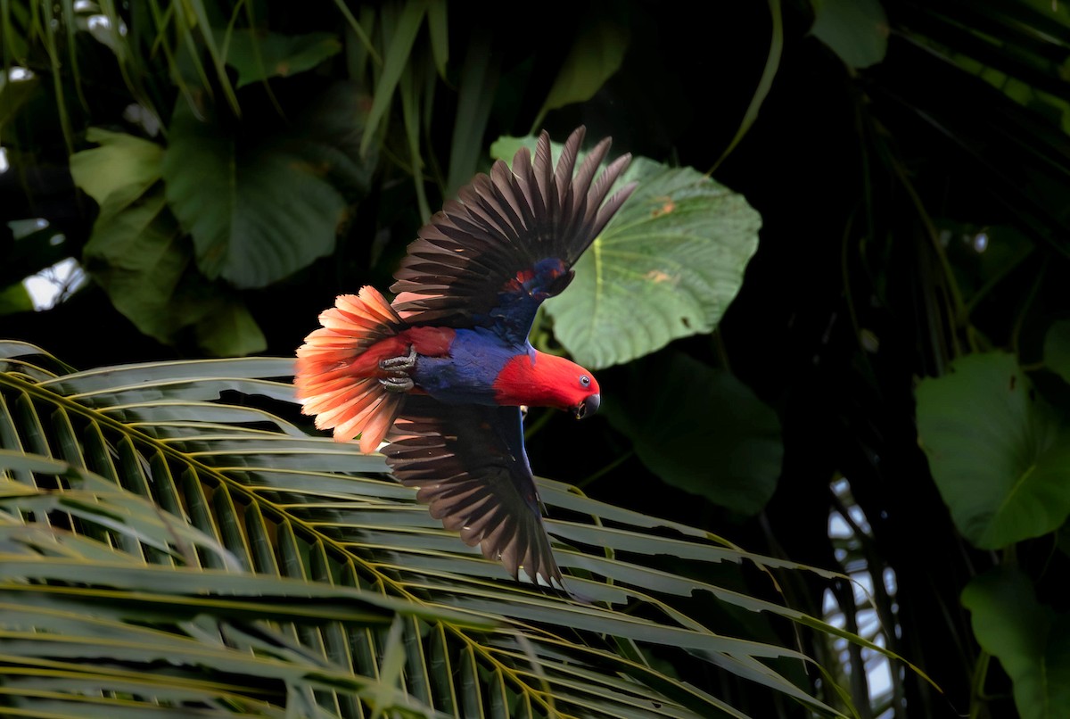 Papuan Eclectus - ML622538751