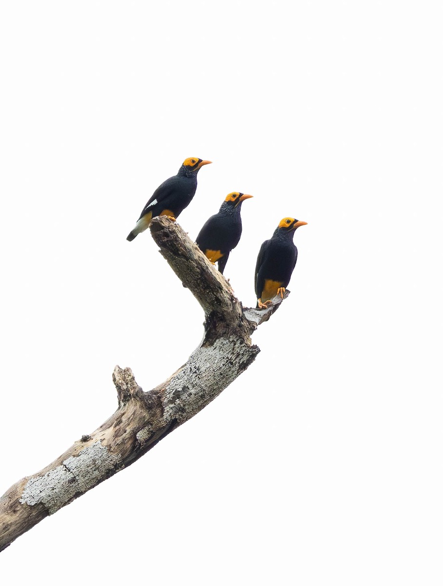 Yellow-faced Myna - ML622538849