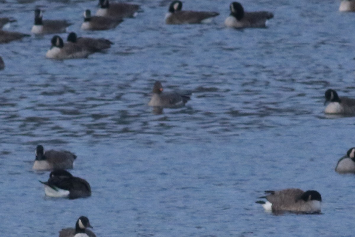 Tundra Bean-Goose - ML622538855