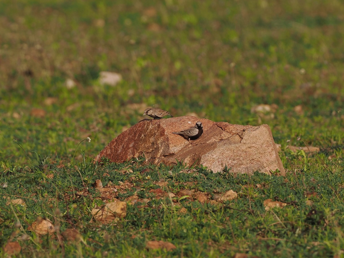 Ashy-crowned Sparrow-Lark - ML622538892