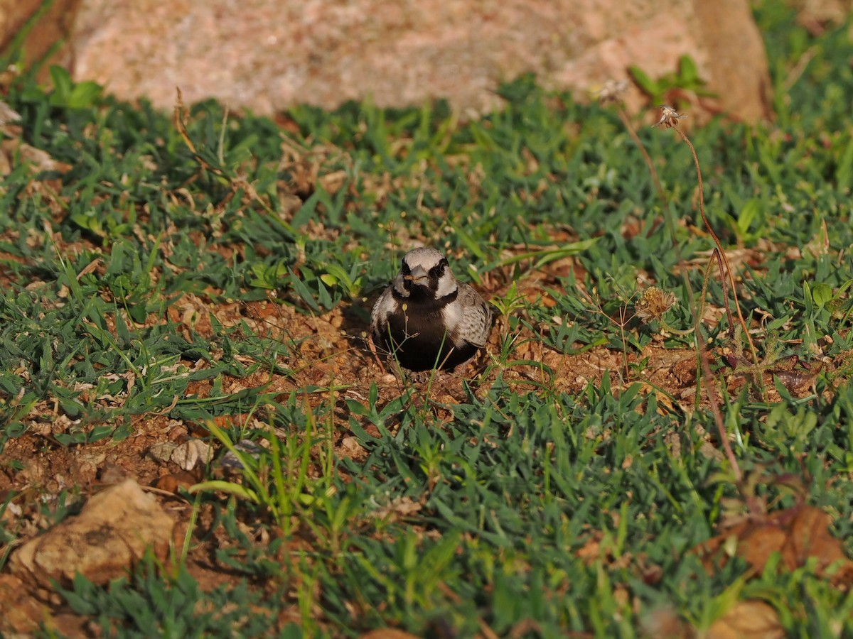 Ashy-crowned Sparrow-Lark - ML622538896