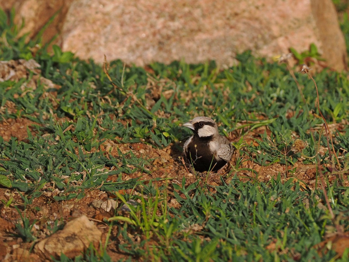 Ashy-crowned Sparrow-Lark - ML622538897