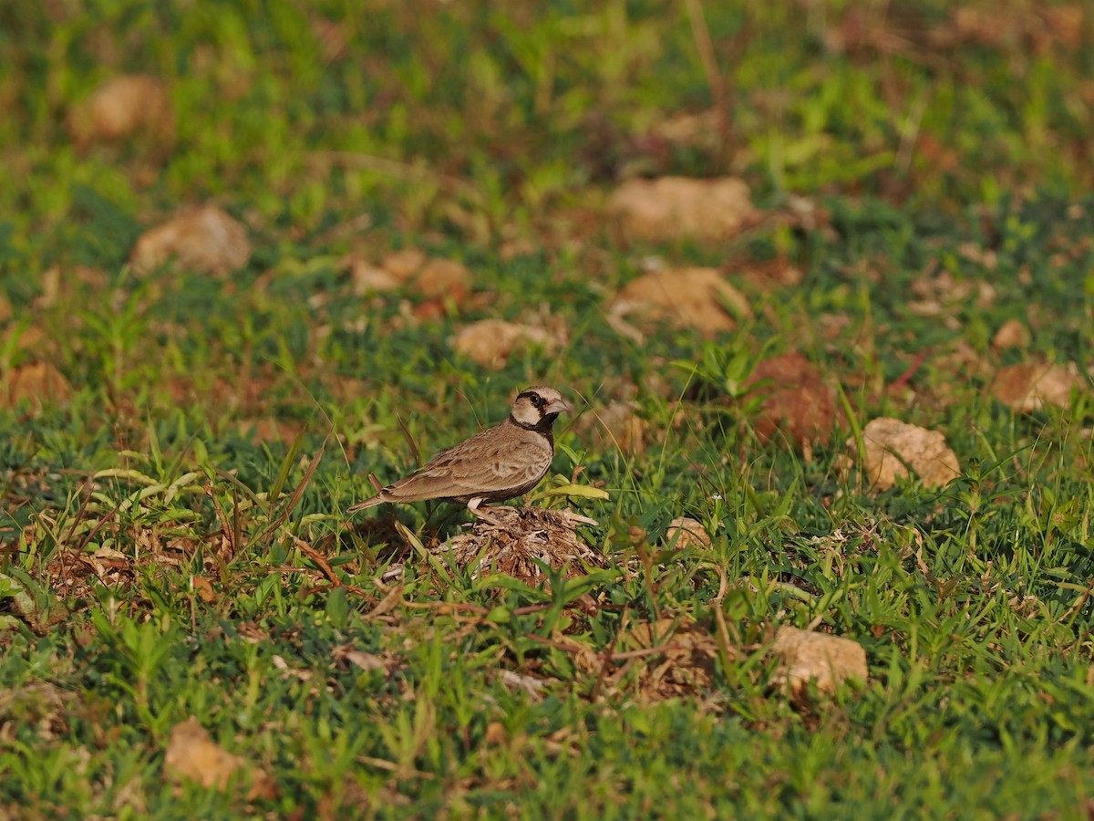 Ashy-crowned Sparrow-Lark - ML622538901