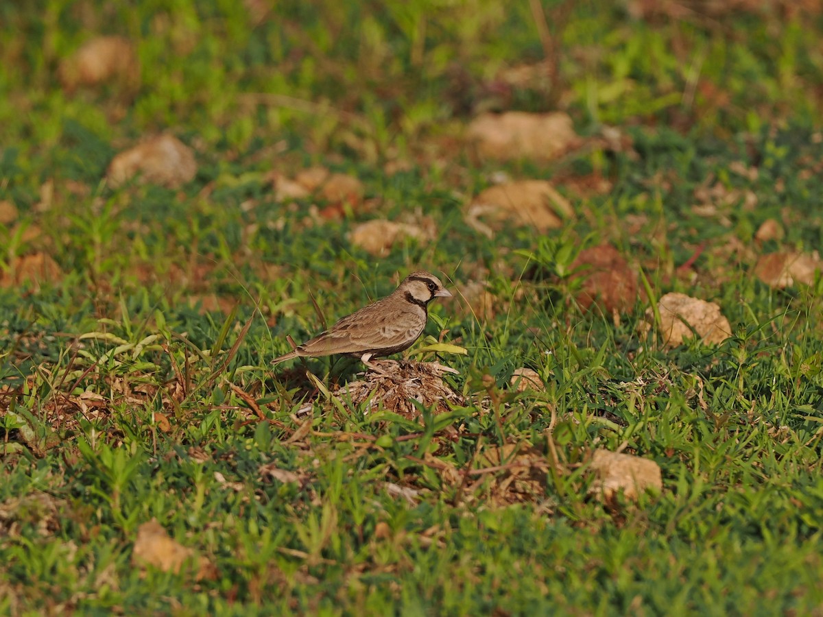 Ashy-crowned Sparrow-Lark - ML622538902