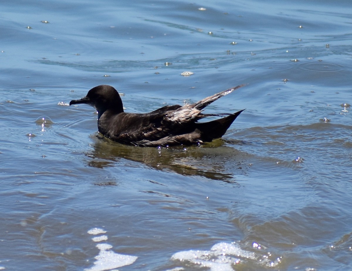 Short-tailed Shearwater - Jeff Graham