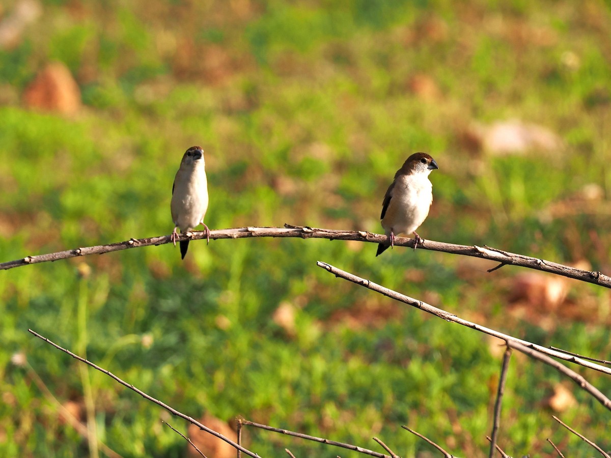 Indian Silverbill - ML622538911