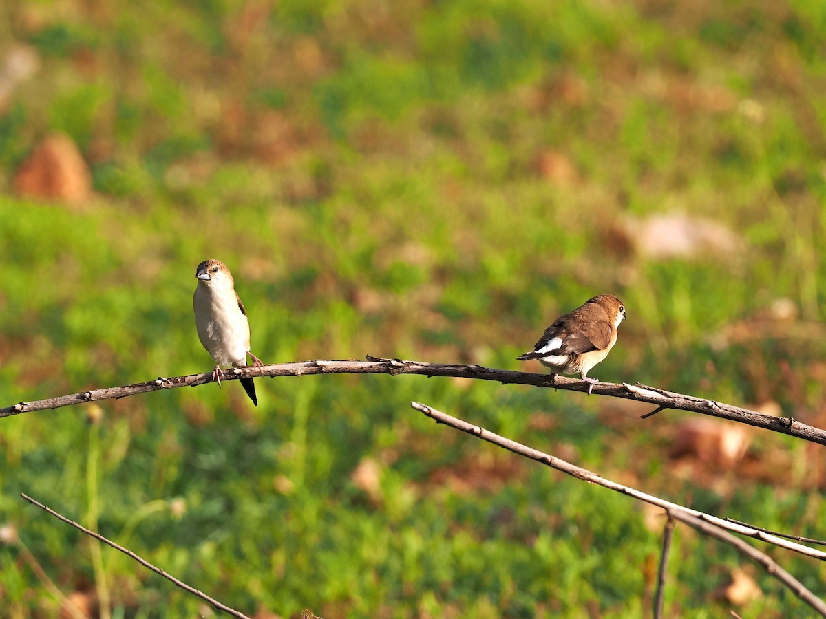 Indian Silverbill - ML622538912