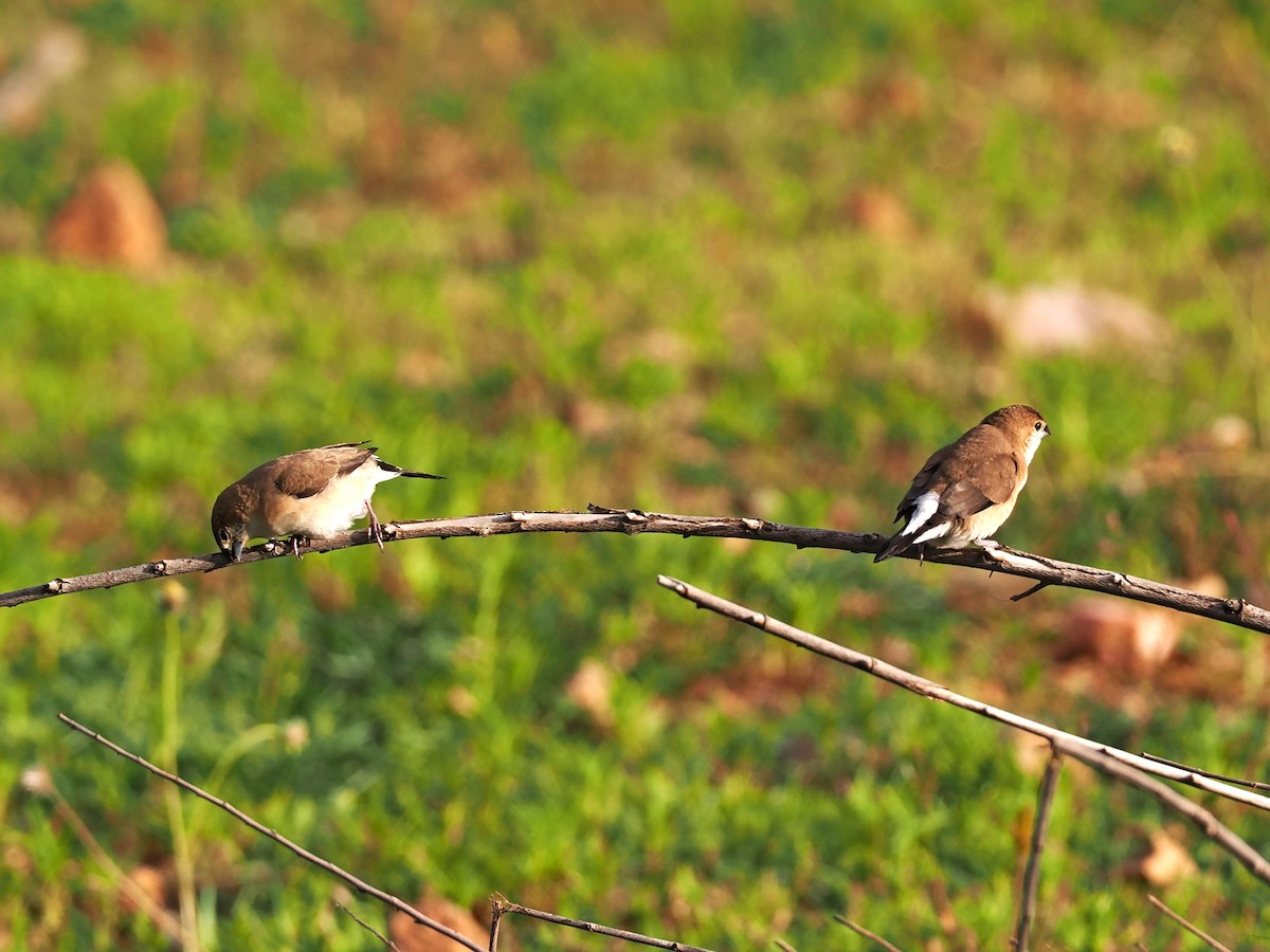 Indian Silverbill - ML622538913