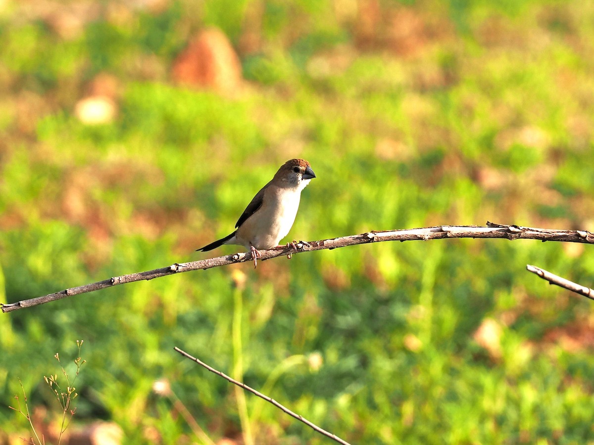 Indian Silverbill - ML622538919