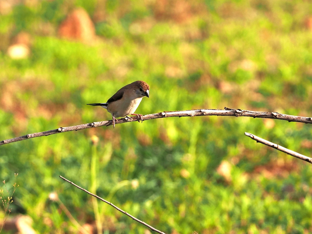 Indian Silverbill - ML622538920