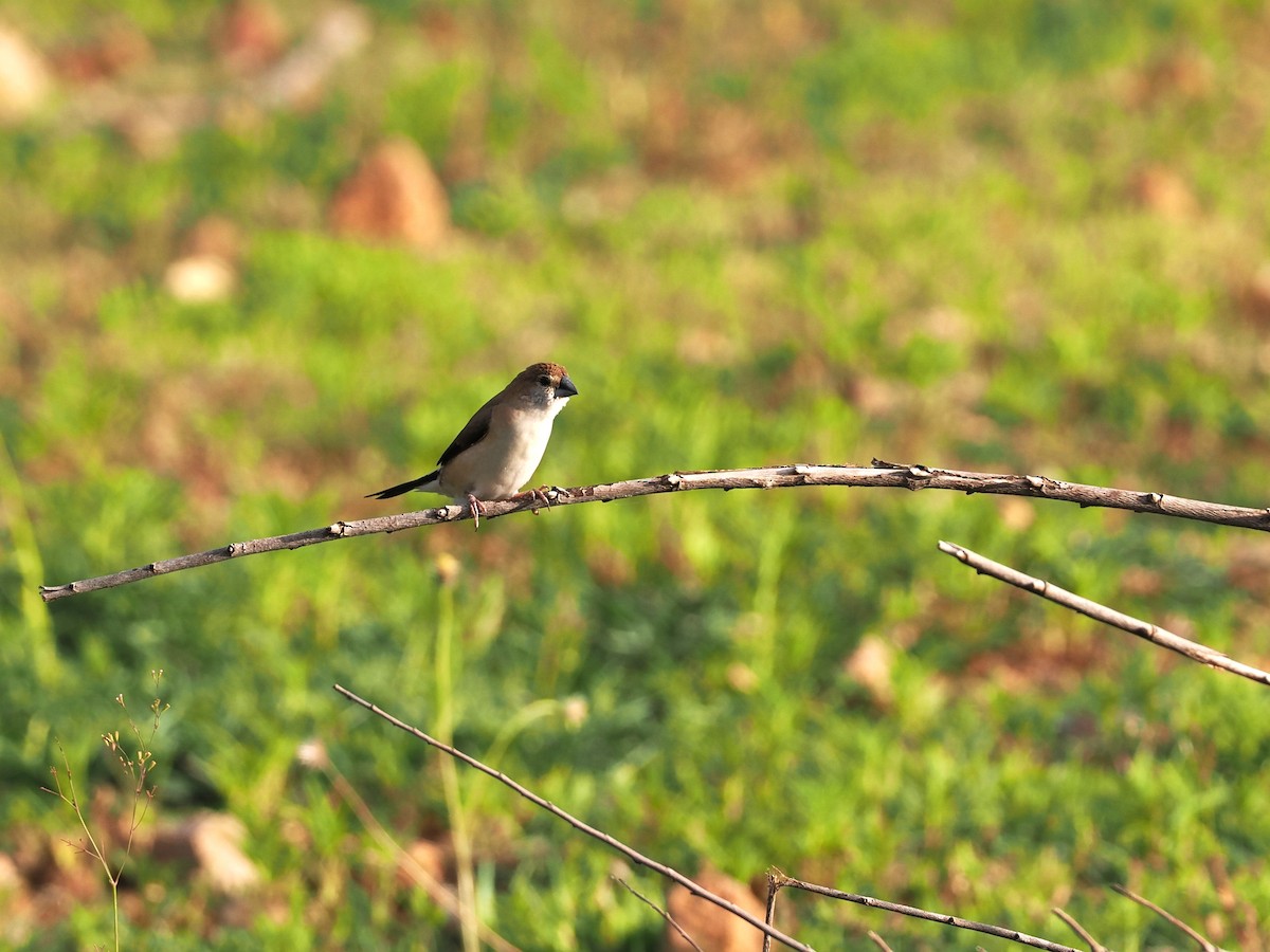 Indian Silverbill - ML622538921