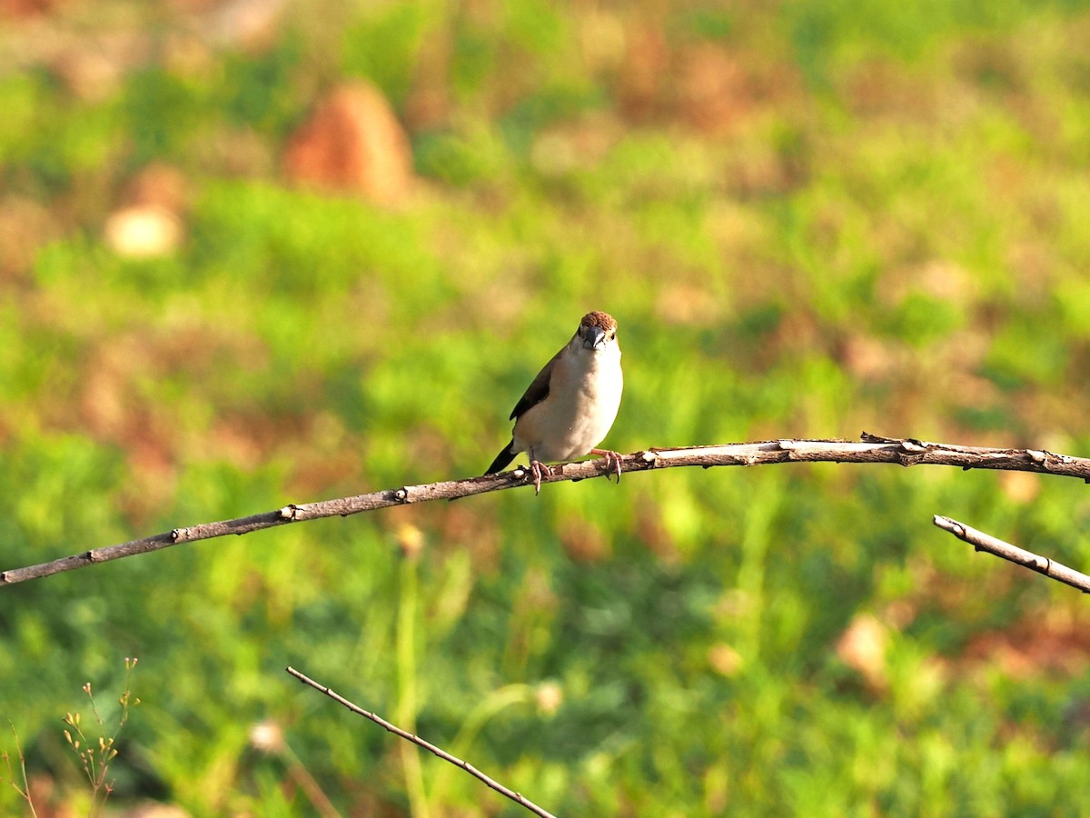 Indian Silverbill - ML622538925