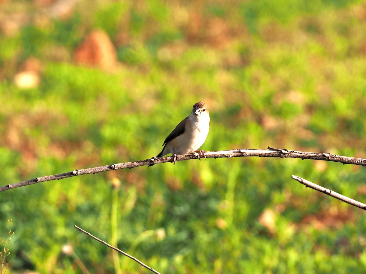 Indian Silverbill - ML622538926