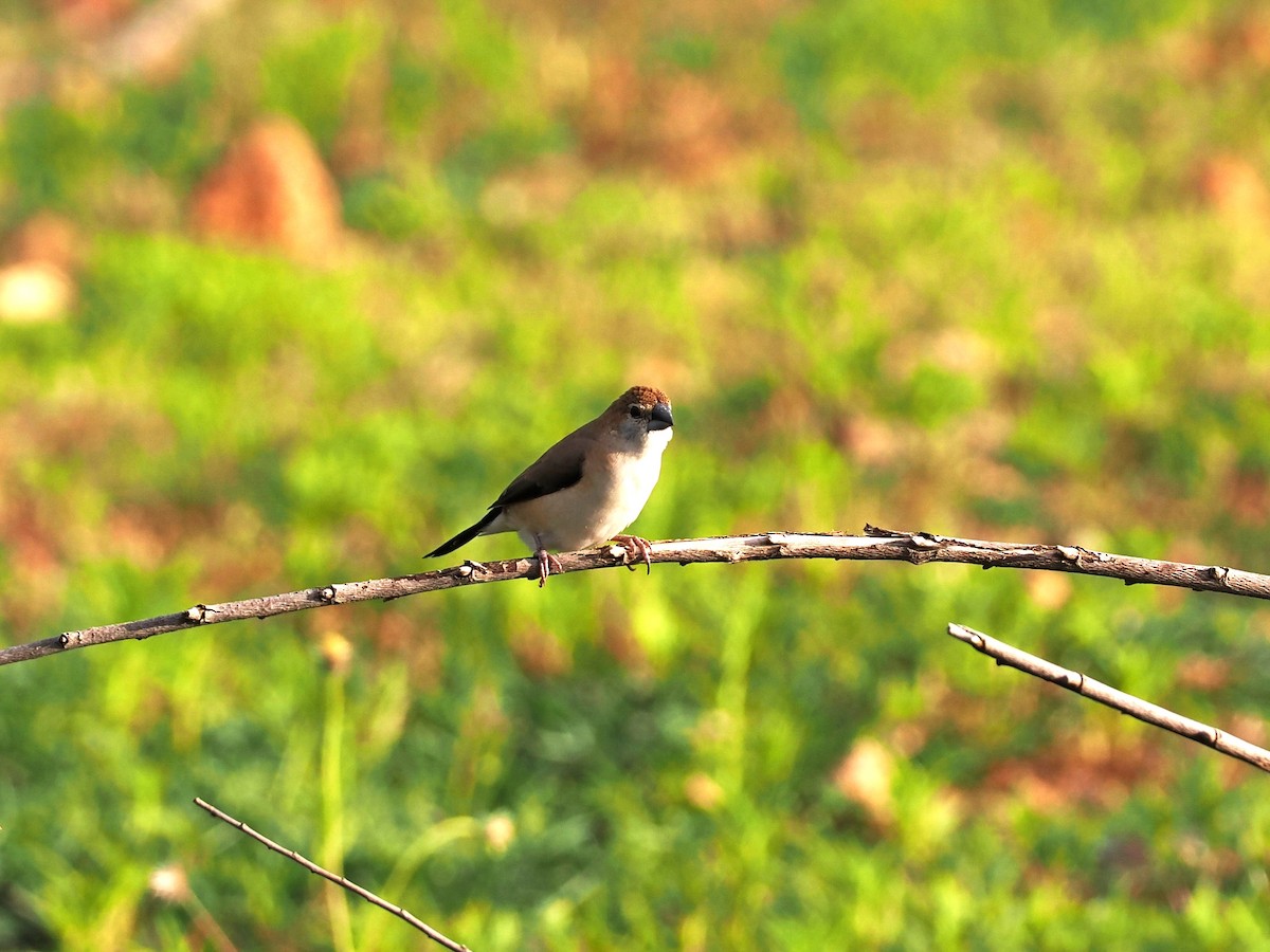 Indian Silverbill - ML622538927