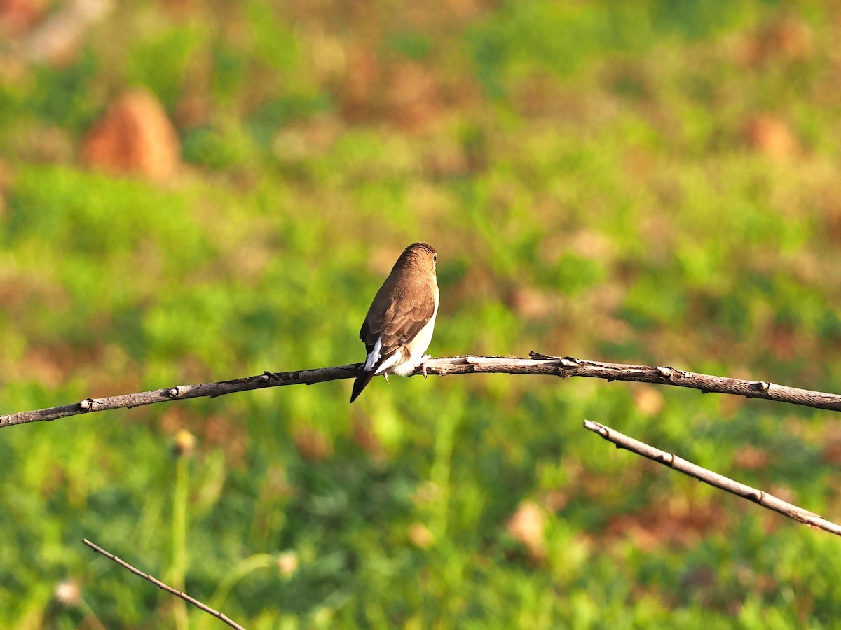 Indian Silverbill - ML622538928