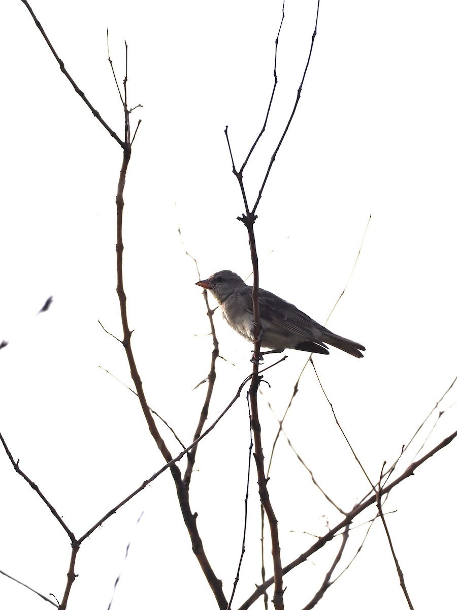 Yellow-throated Sparrow - ML622538934