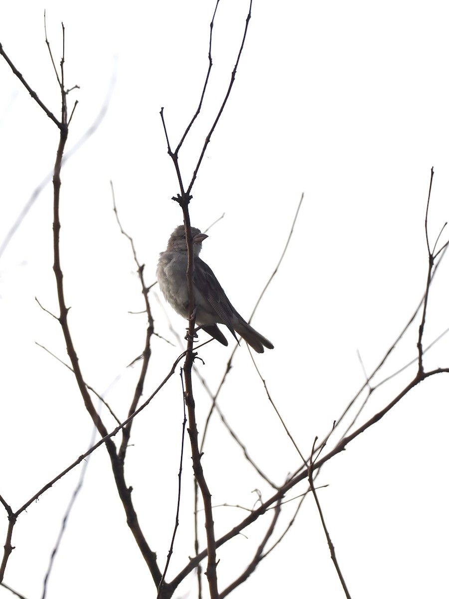 Yellow-throated Sparrow - ML622538935