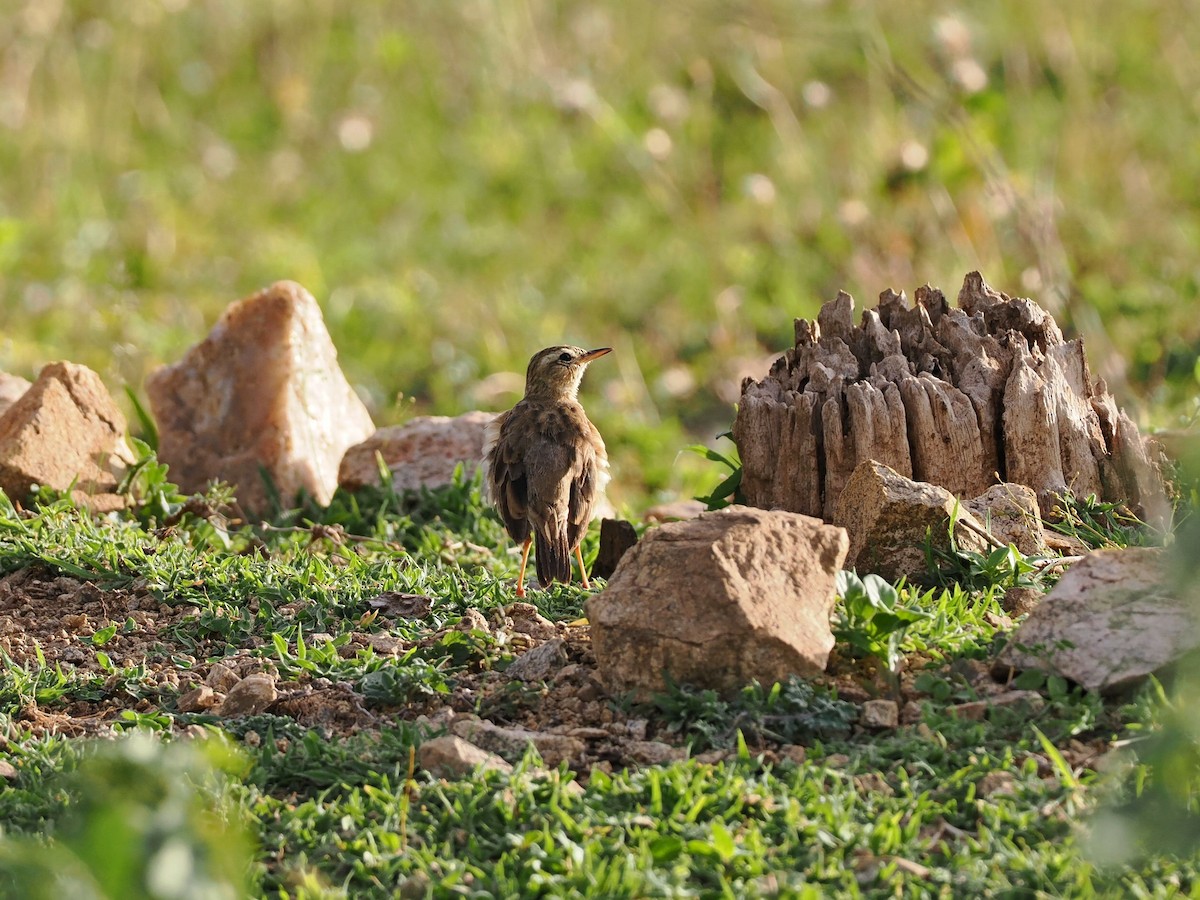 Paddyfield Pipit - Rajesh Radhakrishnan