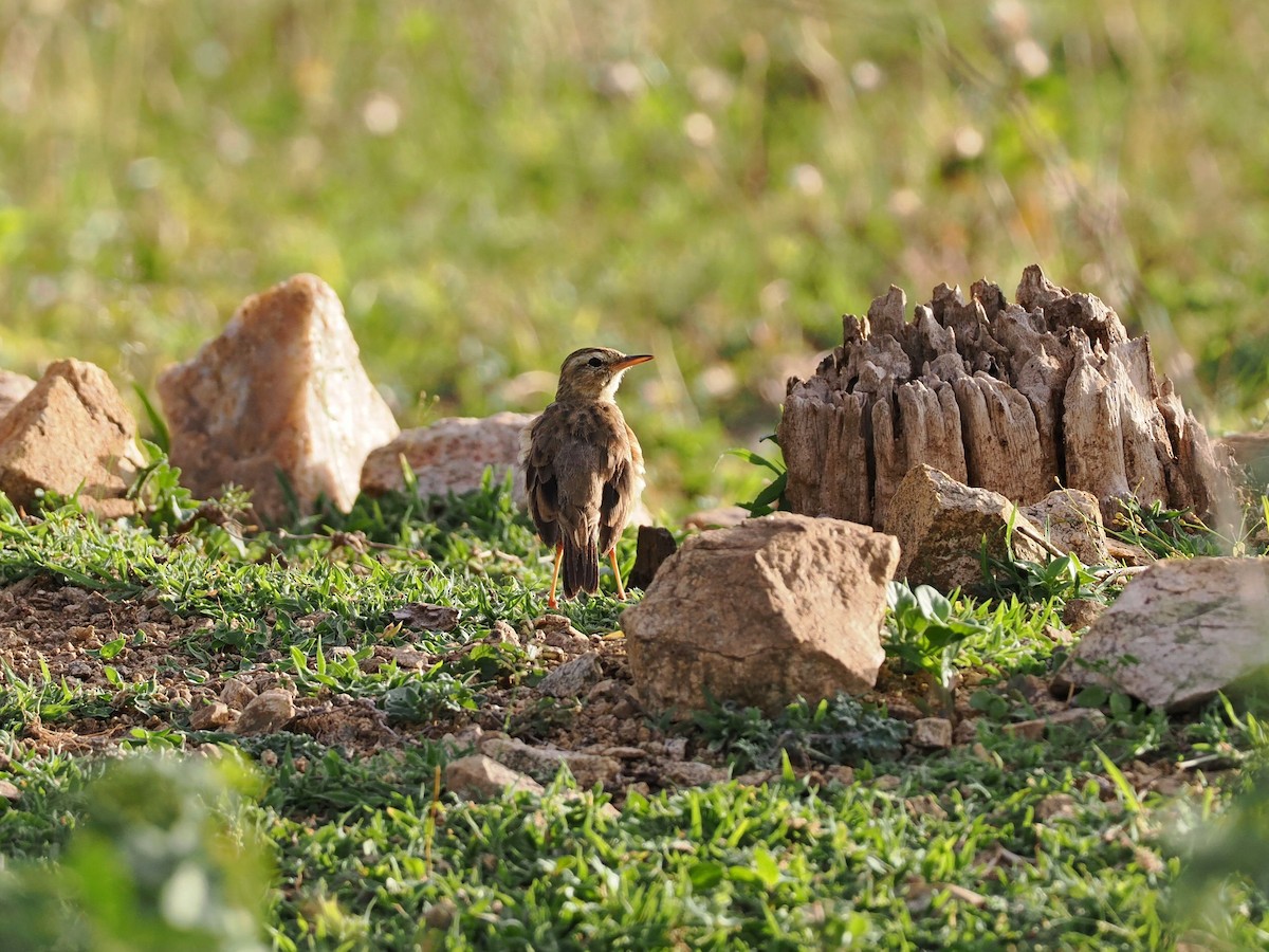 Paddyfield Pipit - ML622538950