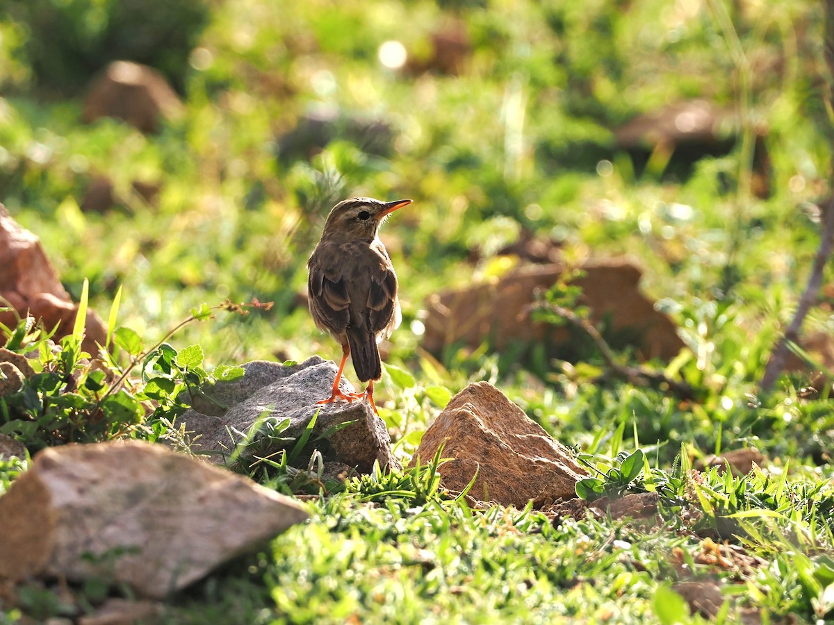 Paddyfield Pipit - ML622538956