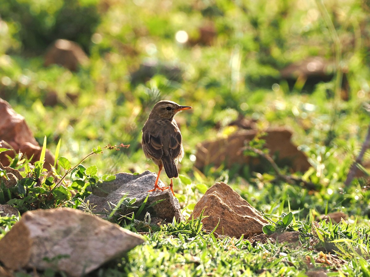 Paddyfield Pipit - ML622538957