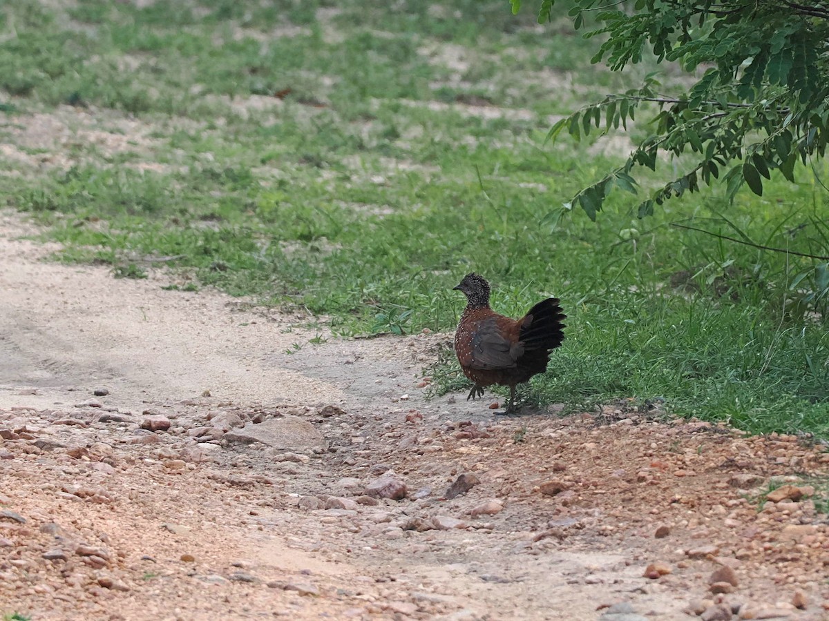 Painted Spurfowl - ML622538982