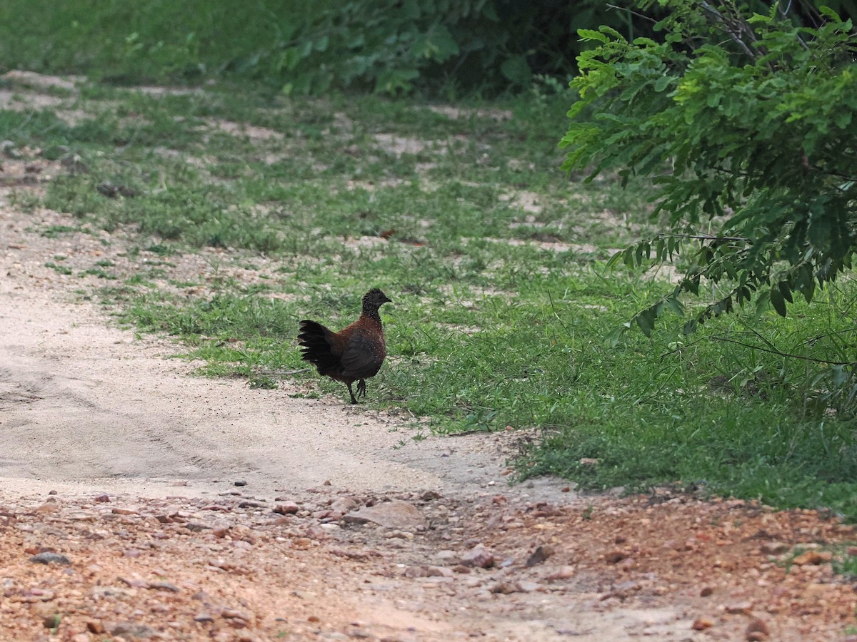 Painted Spurfowl - ML622538983