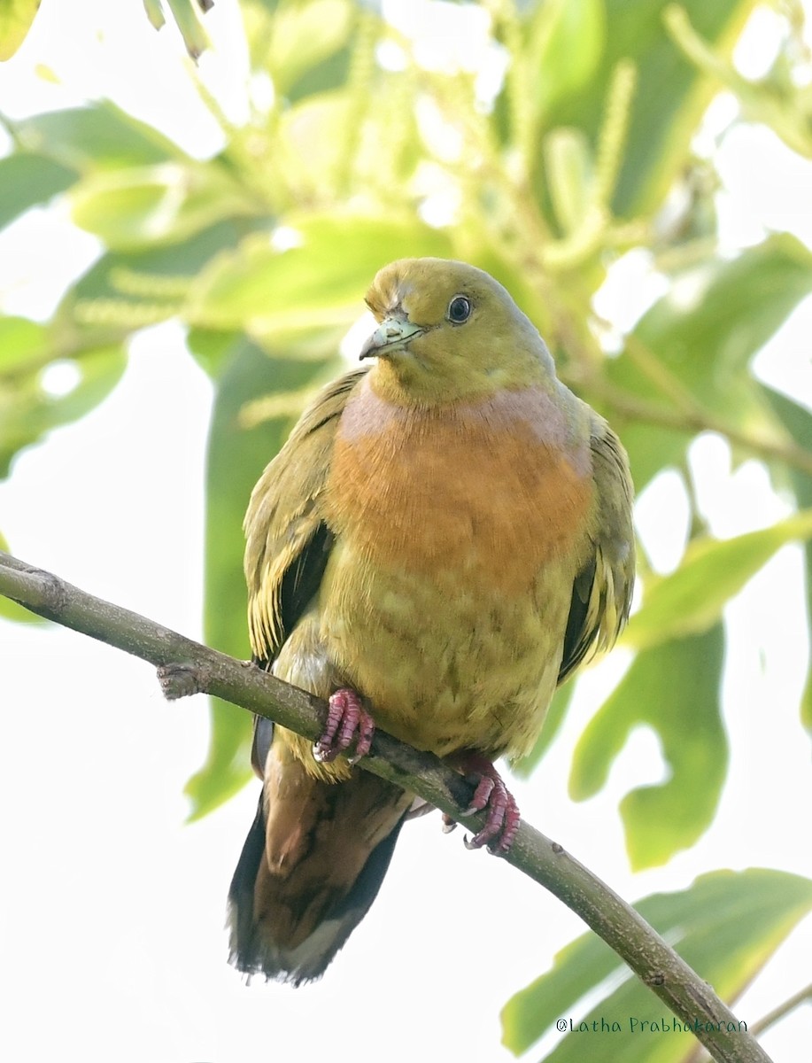 Orange-breasted Green-Pigeon - ML622539040