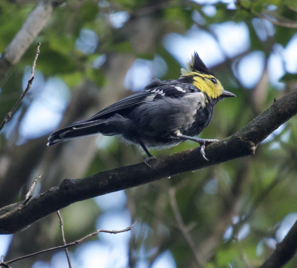 Yellow-cheeked Tit - ML622539106