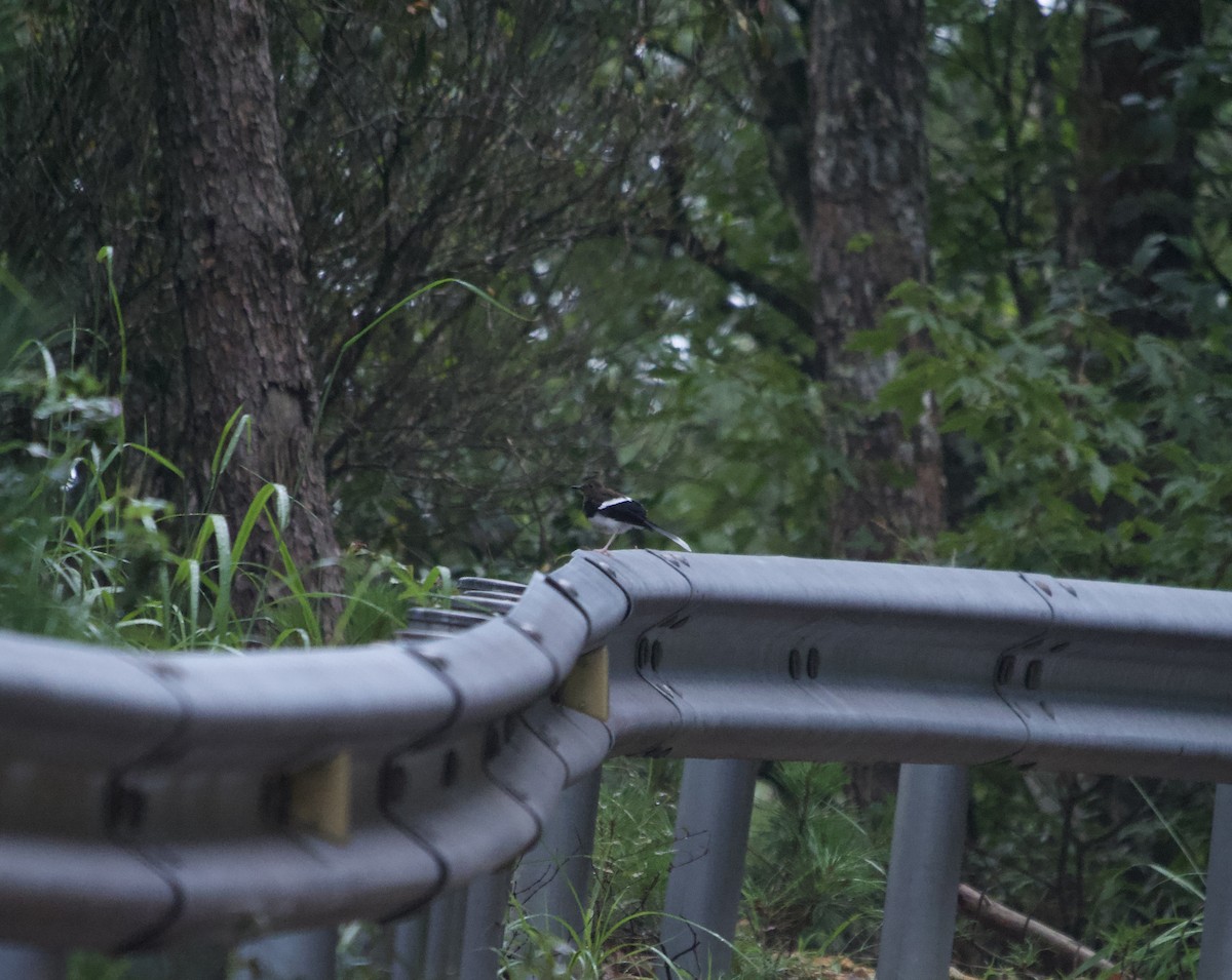 White-crowned Forktail - ML622539198