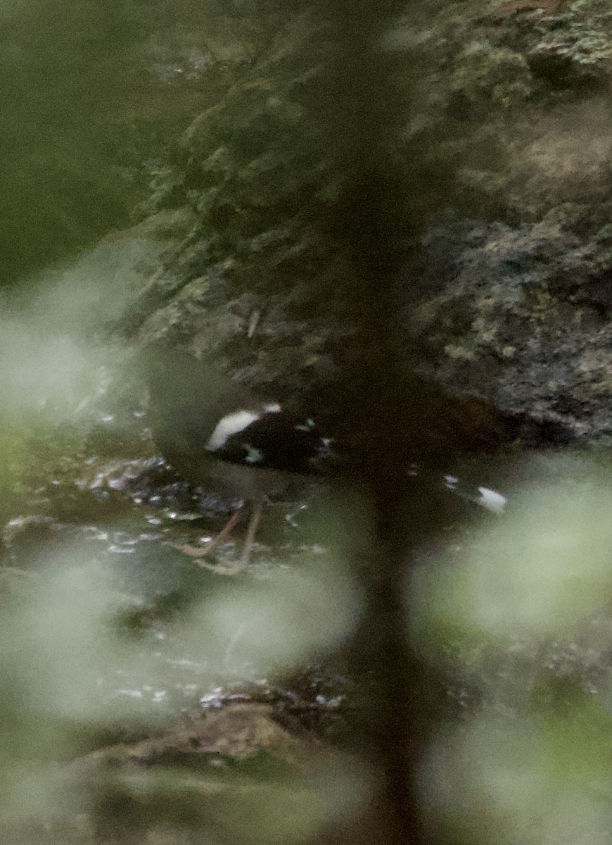 Slaty-backed Forktail - ML622539199