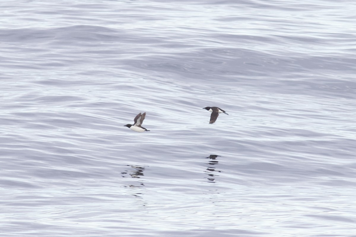 Thick-billed Murre - François-Xavier Grandmont