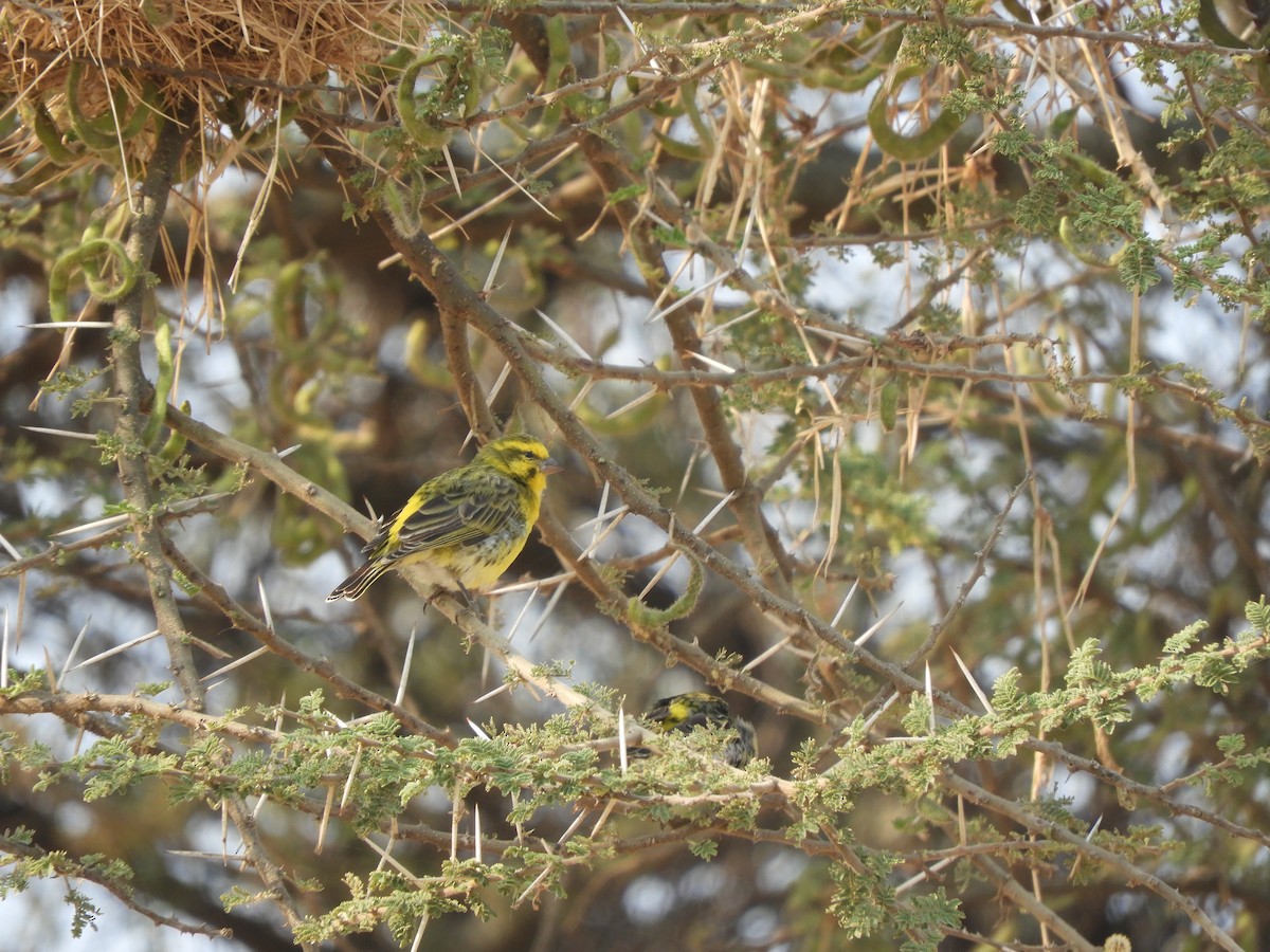 White-bellied Canary - ML622539359