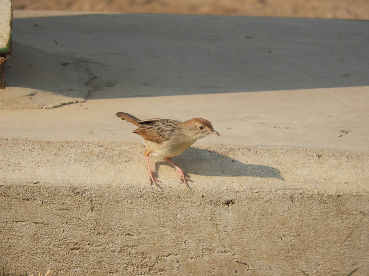 Winding Cisticola - ML622539363