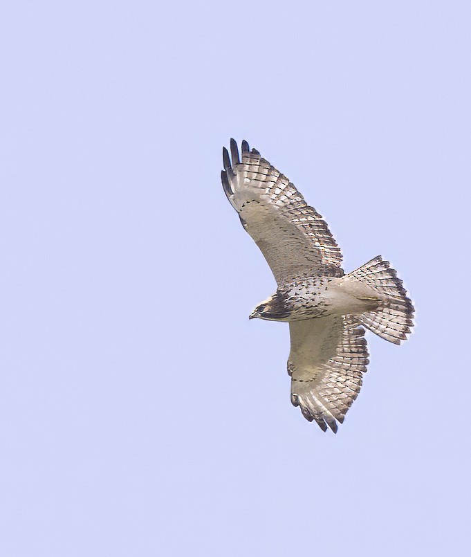 Broad-winged Hawk - ML622539596