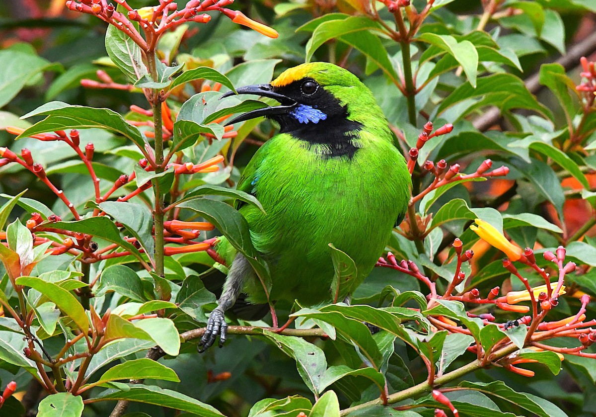 Golden-fronted Leafbird - ML622539702